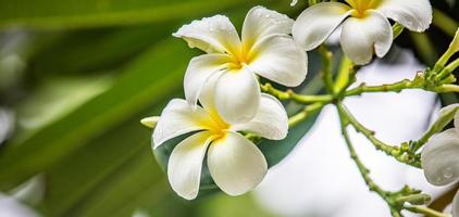 blomstrande gul vit frangipani eller plumeria, spa blommor med grön löv på träd i kväll ljus med naturlig suddig grön bakgrund. kärlek blommig närbild, exotisk natur. tropisk trädgård mönster foto