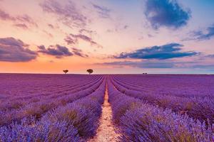 träd i lavendel- fält på solnedgång i provence. dröm natur landskap, fantastisk färger över ensam träd med Fantastisk solnedgång himmel, färgrik moln. lugn natur scen, skön säsong- landskap foto