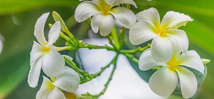 blomstrande gul vit frangipani eller plumeria, spa blommor med grön löv på träd i kväll ljus med naturlig suddig grön bakgrund. kärlek blommig närbild, exotisk natur. tropisk trädgård mönster foto