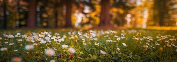 skön naturlig färgrik skog fält tidigt höst säsong. äng natur solnedgång blomning daisy blommor, Sol strålar strålar. närbild fläck bokeh skog skog natur. idyllisk panorama- blommig landskap foto