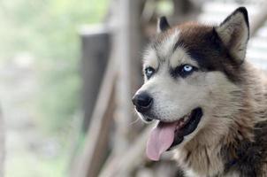 arktisk malamute med blå ögon munkorg porträtt stänga upp. detta är en ganska stor hund inföding typ foto