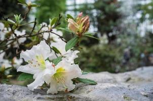 gren med en skön blomning vit rhododendron blomma sjönk till en sten väg i de växthus. foto