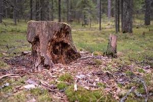 gammal rutten stubbe uppäten bort förbi insekter och djur, bland bark och trä pommes frites, mot en suddig bakgrund av en skog, i sommar. foto