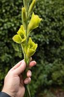 skön blomning gladiolus med grön kronblad i en manlig hand, utomhus. foto