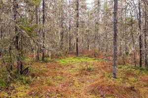 vattenförsämring av de skog. döende träd, tallar och gran i de mossa, på ett höst. foto