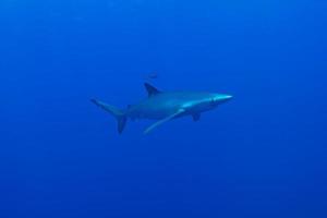 blå haj (prionace glauca) foto