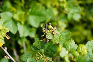 svart vinbär ribes nigrum löv och bär foto