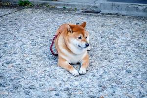 shiba inu de japansk hund är Sammanträde på jord med kopia Plats. foto