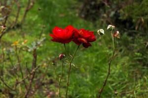 blomma arter av de Campsis familj belägen i de botanisk trädgård i cluj napoca , rumänien foto