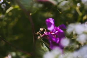 insekt på lila blomma foto