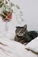 brun strimmig katt på sängkläder foto