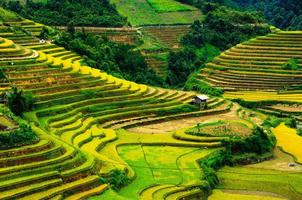 risfält på terrasserade av mu cang chai, vietnam. foto