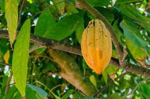 färsk organisk kakao frukt på kakao träd i naturlig trädgård foto