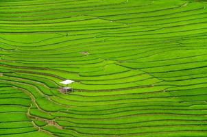 gröna terrasserade risfält jordbruk i Sapa Vietnam