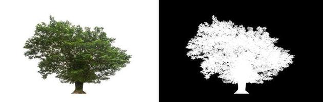 grön träd isolerat på vit bakgrund med klippning väg, enda träd med klippning väg och alfa kanal på svart bakgrund foto