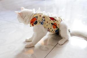 postoperativ bandage på vit katt. sällskapsdjur efter en kavitär drift kastrering eller sterilisering. foto