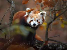 röd panda på träd foto