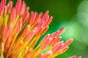 romantisk färgrik skön blomma knoppar i natur, blomma blad och röd blomma i trädgård. exotisk tropisk ö natur trädgård, blomning blomma i suddig grön landskap foto