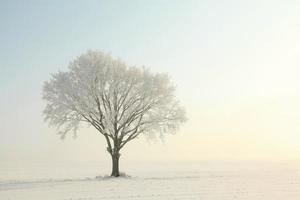 ensamt träd på morgonen foto
