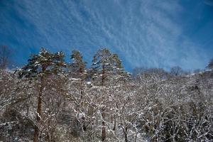 skön vinter- landskap med snö på de träd på de berg mot moln blå himmel. foto