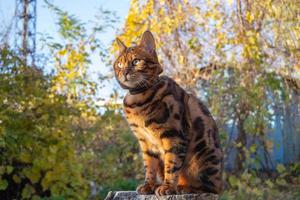 ung skön bengal katt på ett höst promenad bland de gul höst lövverk foto