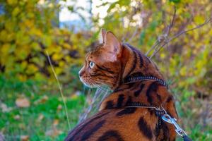 ung skön bengal katt på ett höst promenad bland de gul höst lövverk foto