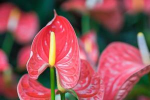 närbild av anthurium blommor foto