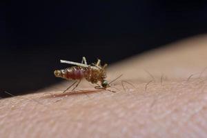 mygga på människans hud