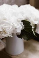 vita hortensia blommor