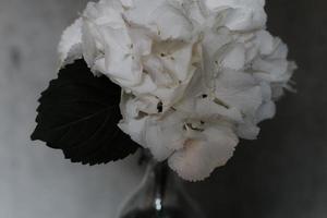 vita kronbladiga blommor foto