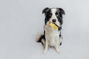 söt valp hund border collie håller guld bank kreditkort i munnen isolerad på vit bakgrund. liten hund med valp ögon roligt ansikte väntar online försäljning, shopping investeringsbank finanskoncept foto