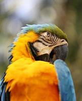 porträtt av en blå papegoja
