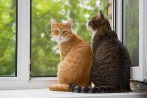två katt sitter på fönsterbrädan foto