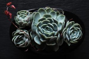 fyra saftiga fleråriga växter foto