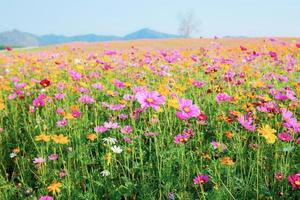 vackra kosmos blommor foto