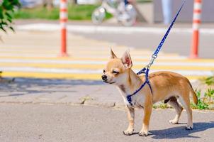 chihuahua på en promenad. hund på en koppel. dekorativ hund foto