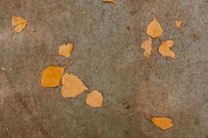bakgrund från höst löv. höst landskap. betong texturer. löv på betong foto