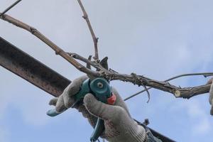 beskärning en druva buske, gren, beskärning de vin av vindruvor. köksträdgård, formning en druva buske foto