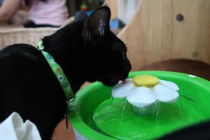 svart katt drycker vatten från vattenfall cirkulerande sällskapsdjur dricker foto