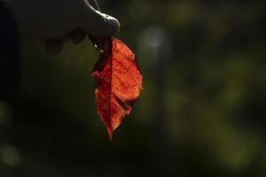 röd blad i höst i hand. höst färger i natur. växt i Sol. foto