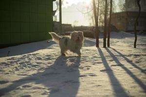 hund kör genom snö. gående med sällskapsdjur i vinter. foto