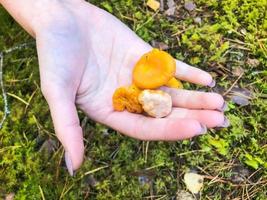 tre skön gul orange svamp av kantareller lögn i de hand av en kvinnas handflatan med skön manikyr i de skog. begrepp svamp beskära foto