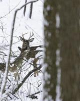 rådjur i snöiga skogar foto