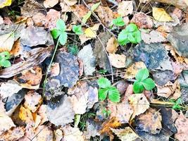 textur av naturlig ljus ljus gul höst löv och färsk grön löv av träd i de skog. de bakgrund foto