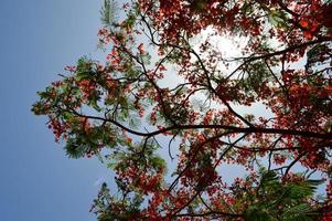 textur av en skön delonix växt träd med röd ovanlig blommor med kronblad och färsk grön löv i egypten i de bakgrund av en blå himmel foto