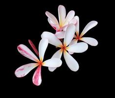 plumeria eller frangipani eller tempel träd blomma. stänga upp gul-rosa plumeria blommor bukett isolerat på svart bakgrund. topp se exotisk blomma knippa. foto