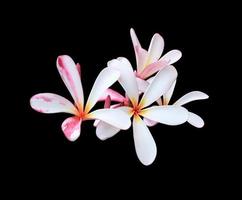 plumeria eller frangipani eller tempel träd blomma. stänga upp gul-rosa plumeria blommor bukett isolerat på svart bakgrund. topp se exotisk blomma knippa. foto