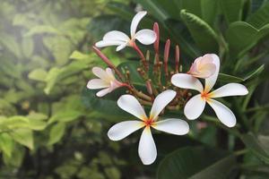 plumeria eller frangipani eller tempel träd blommor. stänga upp rosa-vit plumeria blomma bukett på grön blad i trädgård med morgon- ljus. foto