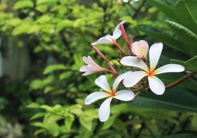 plumeria eller frangipani eller tempel träd blommor. stänga upp rosa-vit plumeria blomma bukett på grön blad i trädgård med morgon- ljus. foto