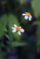 täcka knappar eller mexikansk daisy eller tridax daisy blommor. stänga upp små vit blommor bukett på grön bakgrund i trädgård med morgon- ljus. foto